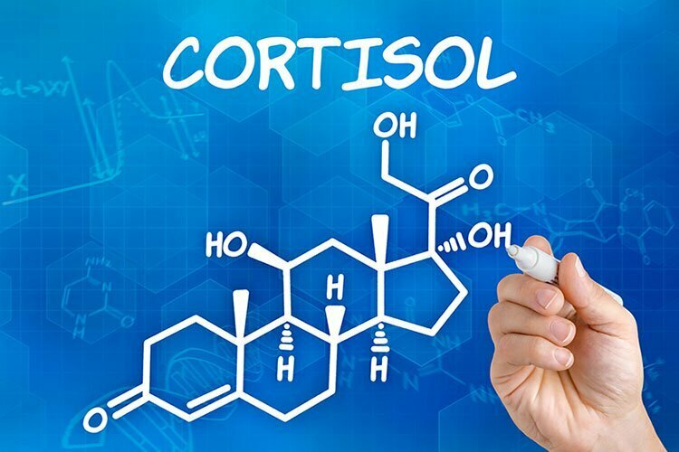 ᐅ Cortisol, Stress und Fettleibigkeit | iMed Guru